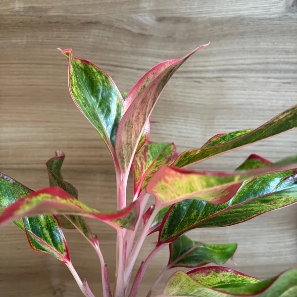 Aglonema_Pink_Lipstick,_With_White_Decor_Pot