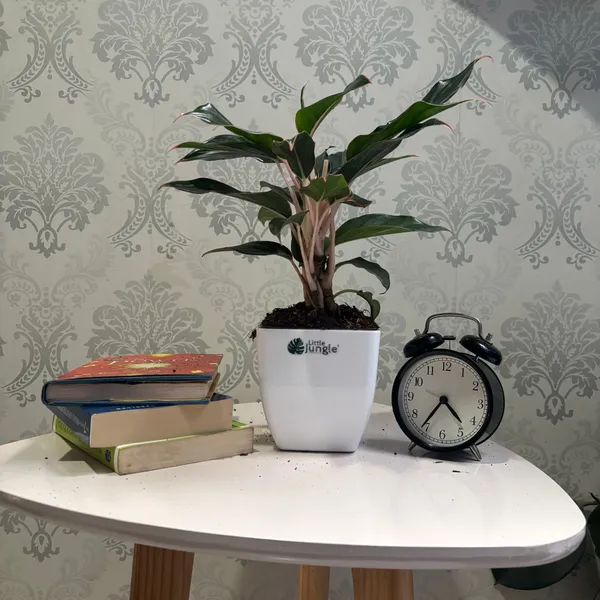 Aglonema_Black_Lipstick,_With_White_Decor_Pot
