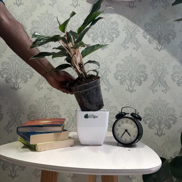 Aglonema_Black_Lipstick,_With_White_Decor_Pot