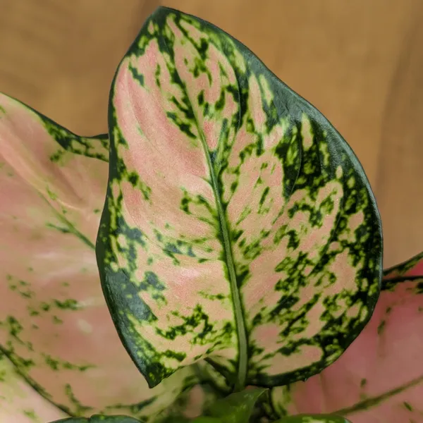 Aglonema_Pink_Star,_With_White_Decor_Pot