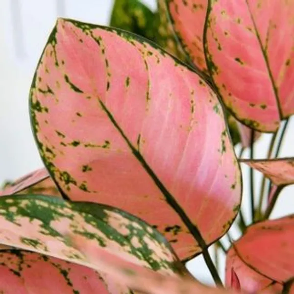 Aglonema_Pink_Star,_With_White_Decor_Pot