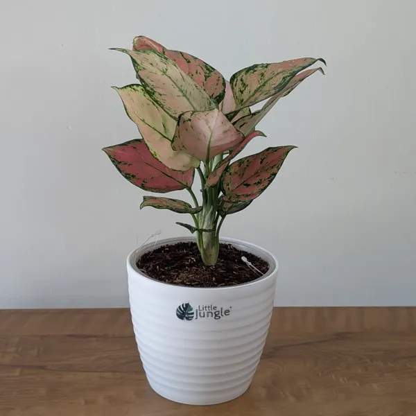Aglonema_Pink_Star,_With_White_Decor_Pot