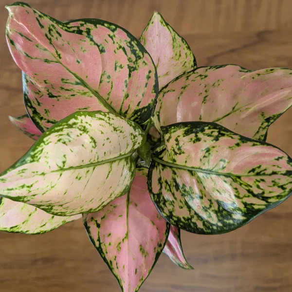 Aglonema_Pink_Star,_With_White_Decor_Pot