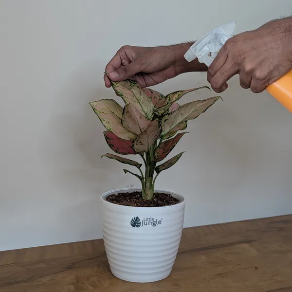 Aglonema_Pink_Star,_With_White_Decor_Pot