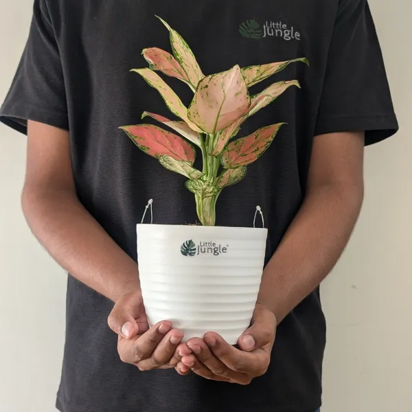 Aglonema_Pink_Star,_With_White_Decor_Pot