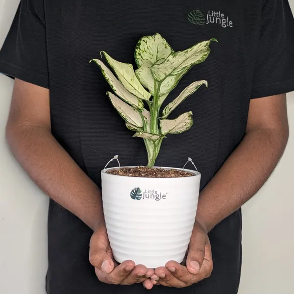 Aglonema_Super_White,_With_White_Decor_Pot