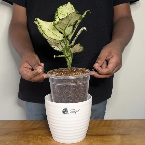 Aglonema_Super_White,_With_White_Decor_Pot