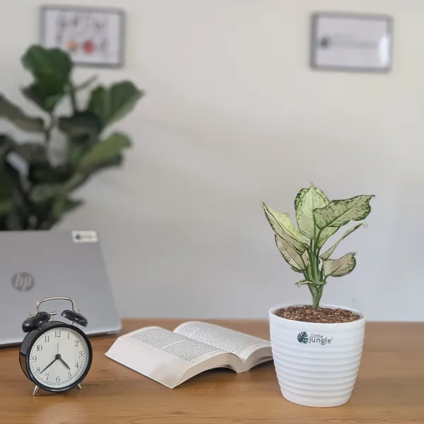 Aglonema_Super_White,_With_White_Decor_Pot