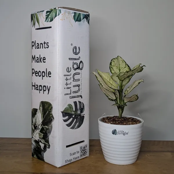 Aglonema_Super_White,_With_White_Decor_Pot