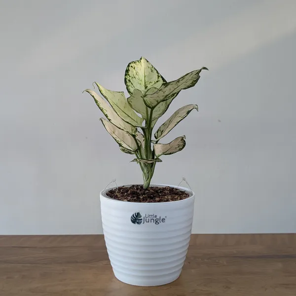 Aglonema_Super_White,_With_White_Decor_Pot
