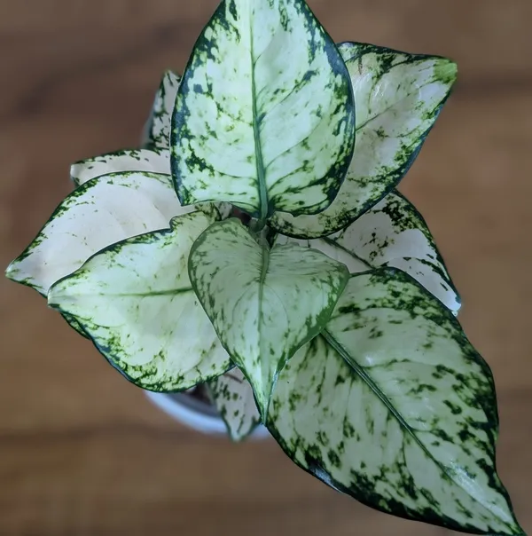Aglonema_Super_White,_With_White_Decor_Pot