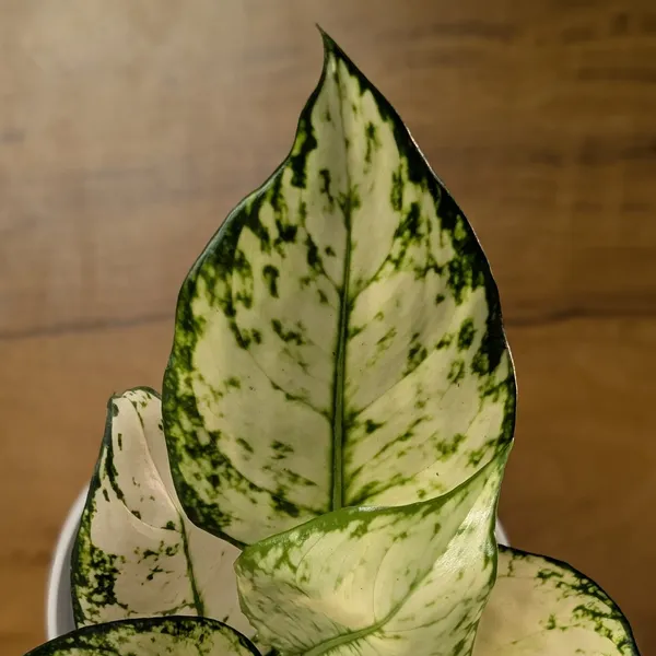 Aglonema_Super_White,_With_White_Decor_Pot
