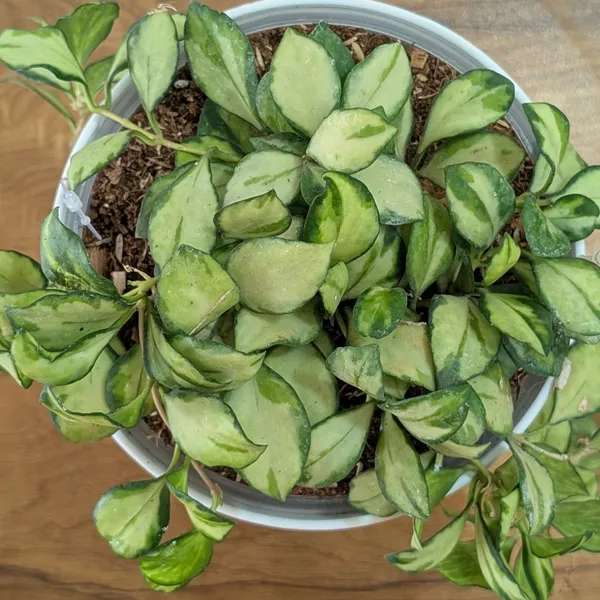 Hoya_Heuschkeliana_Variegata,_With_White_Decor_Pot