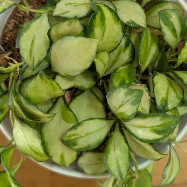Hoya_Heuschkeliana_Variegata,_With_White_Decor_Pot