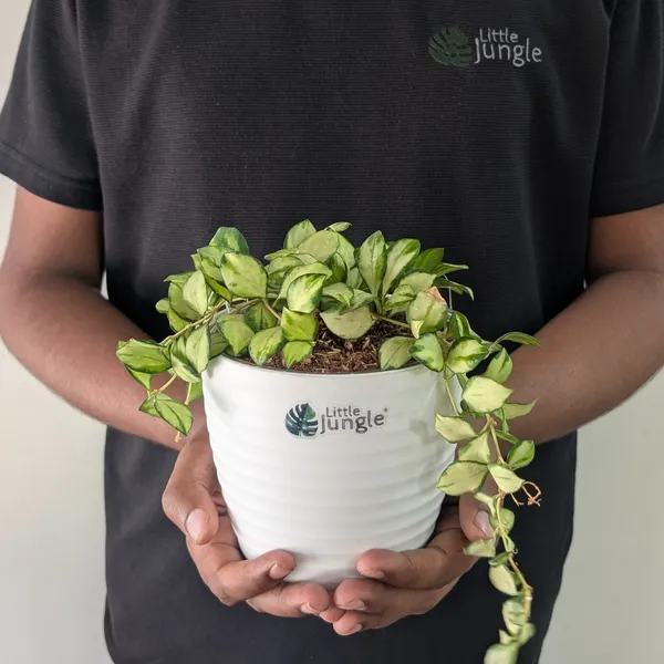 Hoya_Heuschkeliana_Variegata,_With_White_Decor_Pot