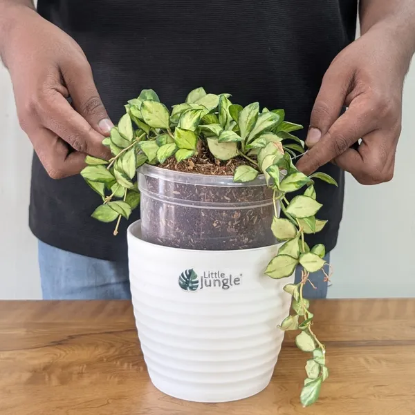 Hoya_Heuschkeliana_Variegata,_With_White_Decor_Pot