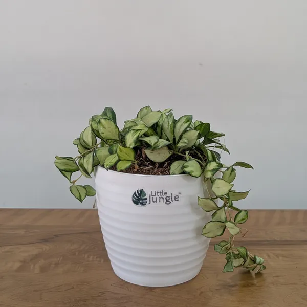Hoya_Heuschkeliana_Variegata,_With_White_Decor_Pot