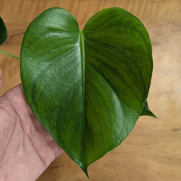 Monstera_Deliciosa,_With_White_Decor_Pot