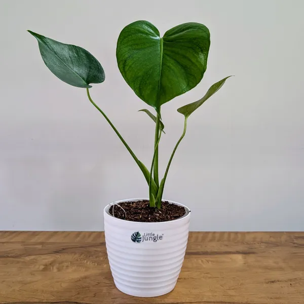 Monstera_Deliciosa,_With_White_Decor_Pot