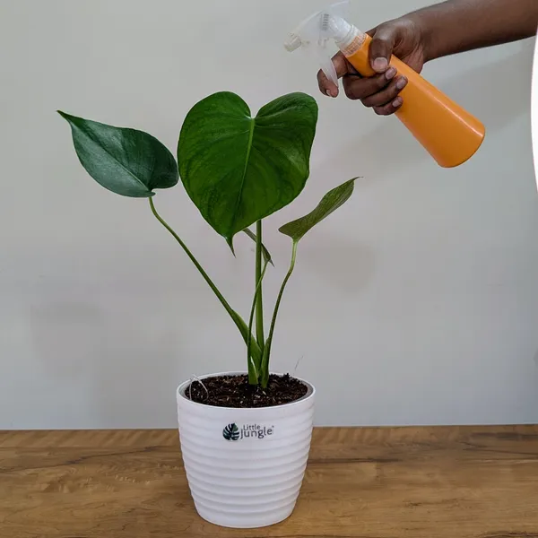 Monstera_Deliciosa,_With_White_Decor_Pot
