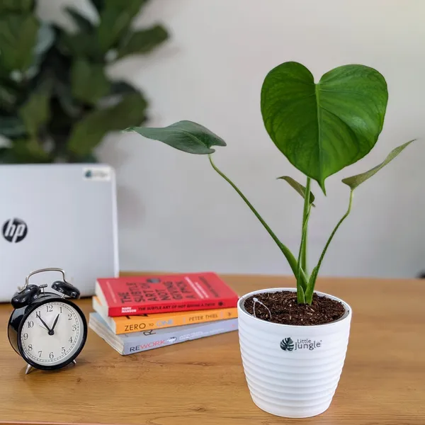 Monstera_Deliciosa,_With_White_Decor_Pot