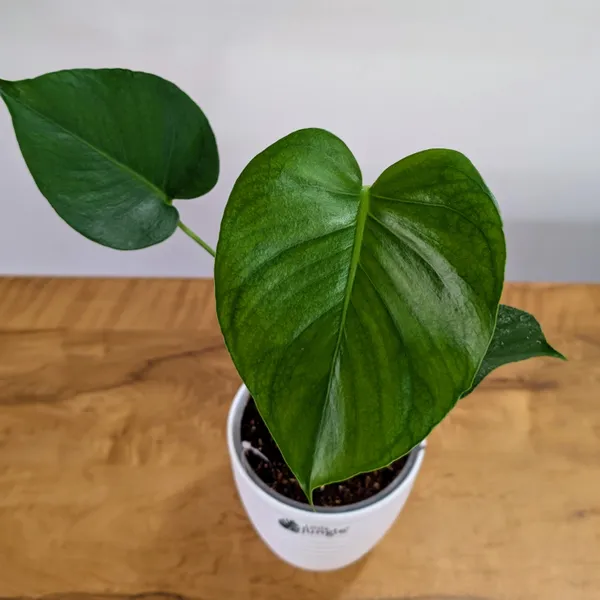 Monstera_Deliciosa,_With_White_Decor_Pot
