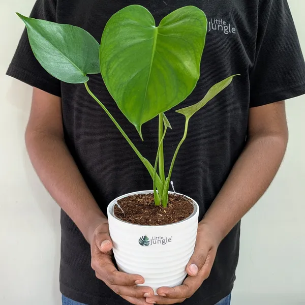 Monstera_Deliciosa,_With_White_Decor_Pot