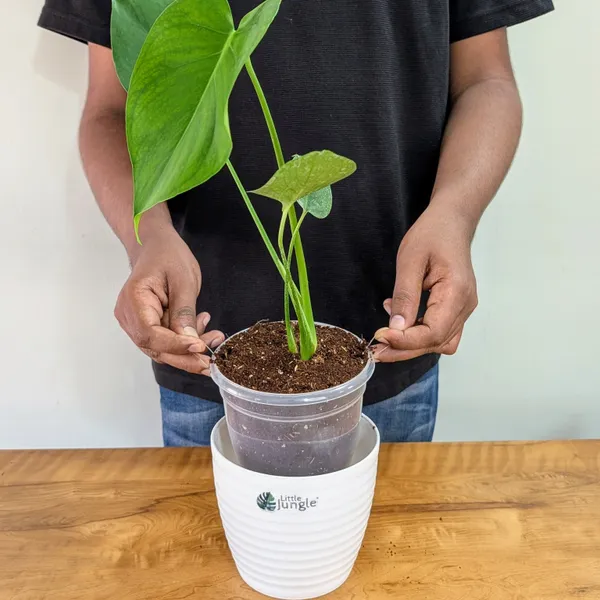 Monstera_Deliciosa,_With_White_Decor_Pot