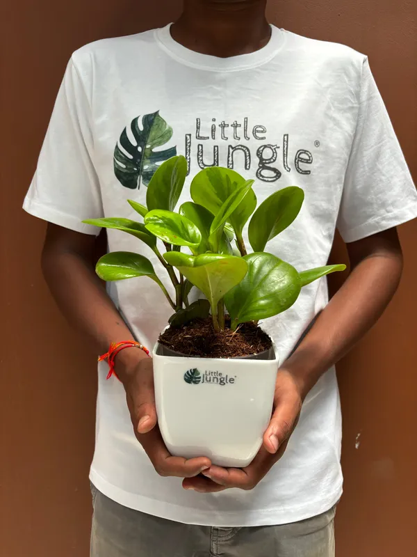 Peperomia_Lemon_Lime,_With_White_Decor_Pot