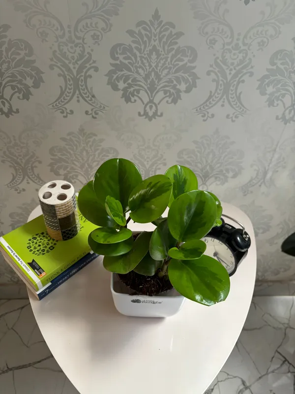 Peperomia_Lemon_Lime,_With_White_Decor_Pot