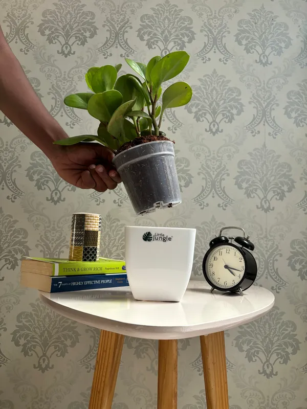 Peperomia_Lemon_Lime,_With_White_Decor_Pot