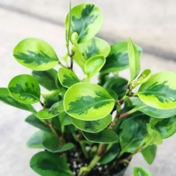 Peperomia_Lemon_Lime,_With_White_Decor_Pot