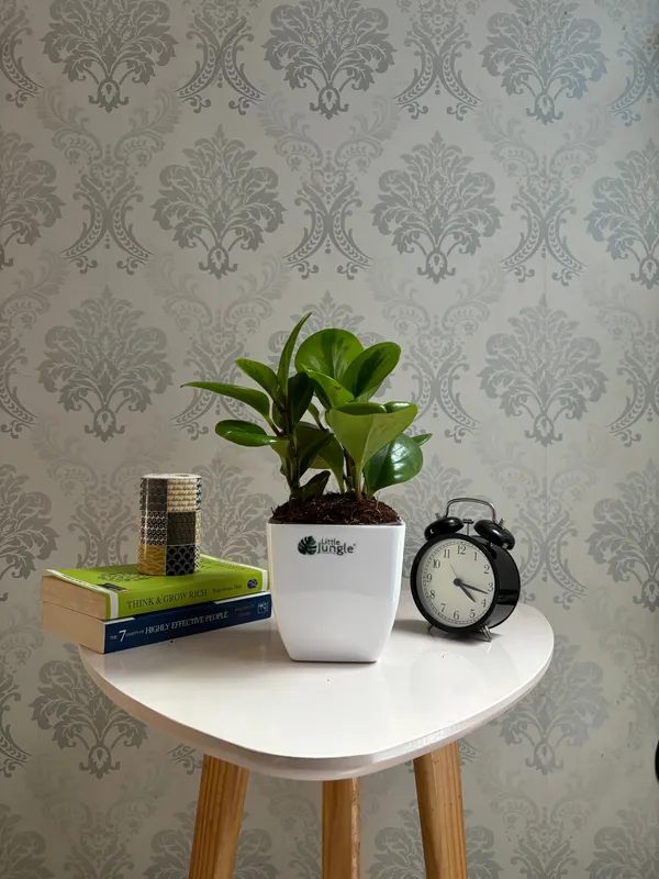 Peperomia_Lemon_Lime,_With_White_Decor_Pot