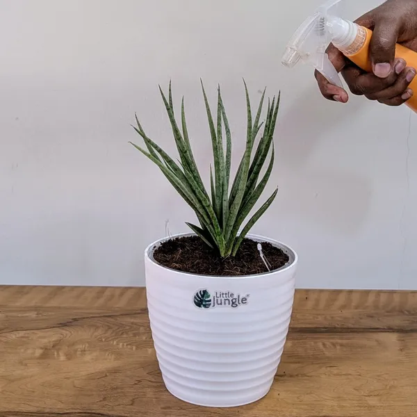 Sansevieria_Fernwood,_With_White_Decor_Plant