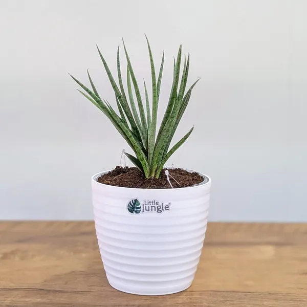 Sansevieria_Fernwood,_With_White_Decor_Plant