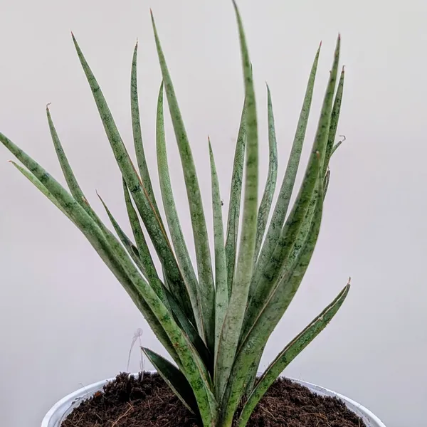 Sansevieria_Fernwood,_With_White_Decor_Plant