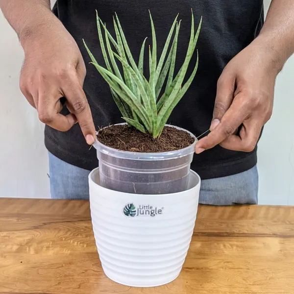 Sansevieria_Fernwood,_With_White_Decor_Plant