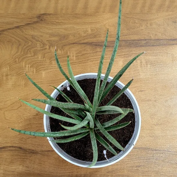 Sansevieria_Fernwood,_With_White_Decor_Plant