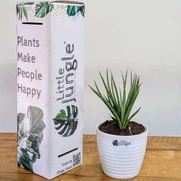 Sansevieria_Fernwood,_With_White_Decor_Plant