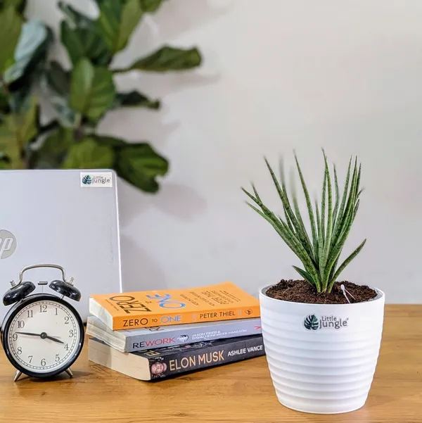 Sansevieria_Fernwood,_With_White_Decor_Plant