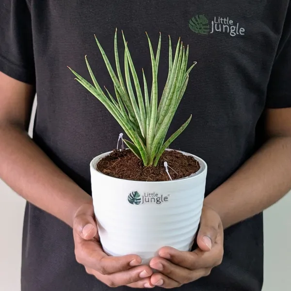 Sansevieria_Fernwood,_With_White_Decor_Plant