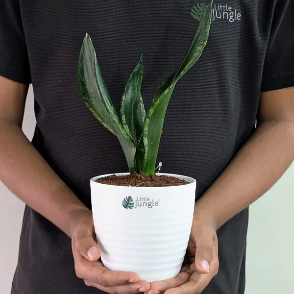 Sansevieria_Whitney,_With_White_Decor_Plant