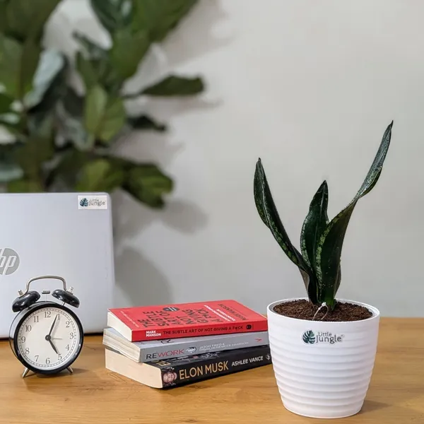 Sansevieria_Whitney,_With_White_Decor_Plant