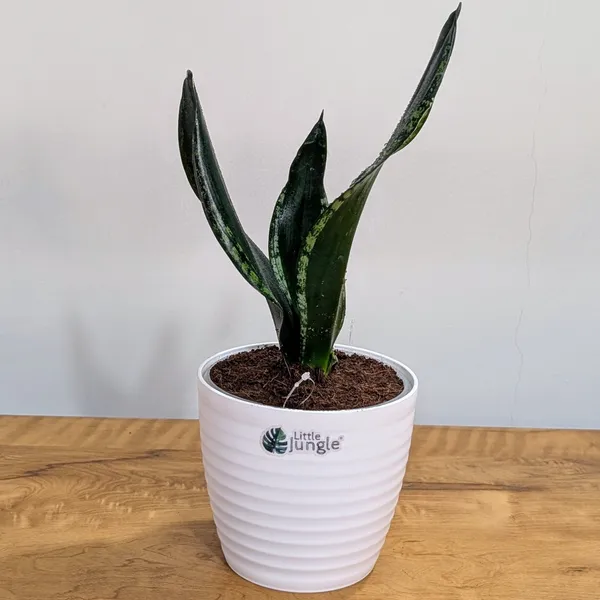 Sansevieria_Whitney,_With_White_Decor_Plant