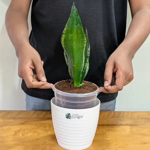 Sansevieria_Whitney,_With_White_Decor_Plant