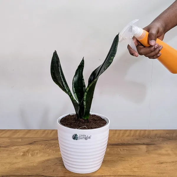 Sansevieria_Whitney,_With_White_Decor_Plant