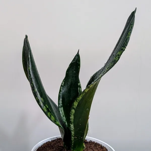 Sansevieria_Whitney,_With_White_Decor_Plant