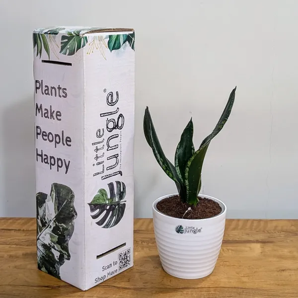 Sansevieria_Whitney,_With_White_Decor_Plant