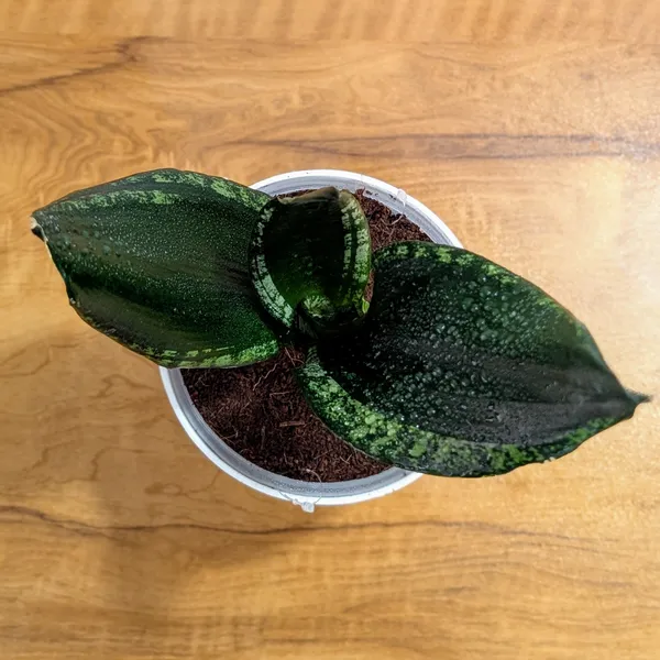 Sansevieria_Whitney,_With_White_Decor_Plant