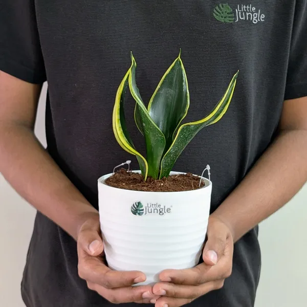 Little Jungle Sansevieria Black Jack, With White Decor Plant Price in India  - Buy Little Jungle Sansevieria Black Jack, With White Decor Plant online  at https://littlejungle.in